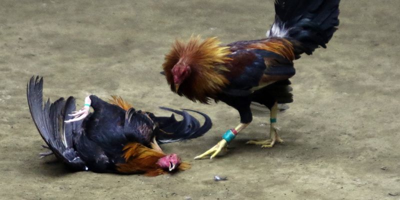 Tìm hiểu về hình thức chọi kê online