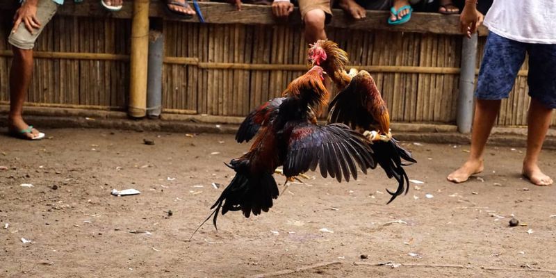 Mẹo chơi đá gà trực tuyến tận dụng ưu đãi