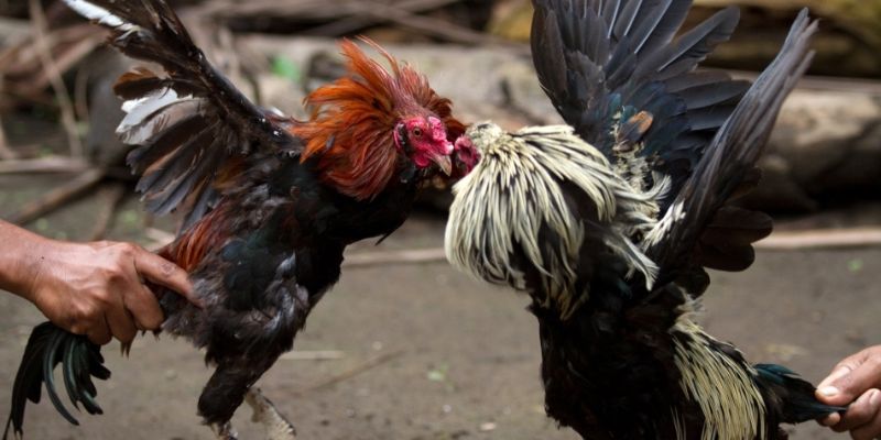 Mẹo Chơi Đá Gà Trực Tuyến - Cực Đỉnh Từ Các Cao Thủ